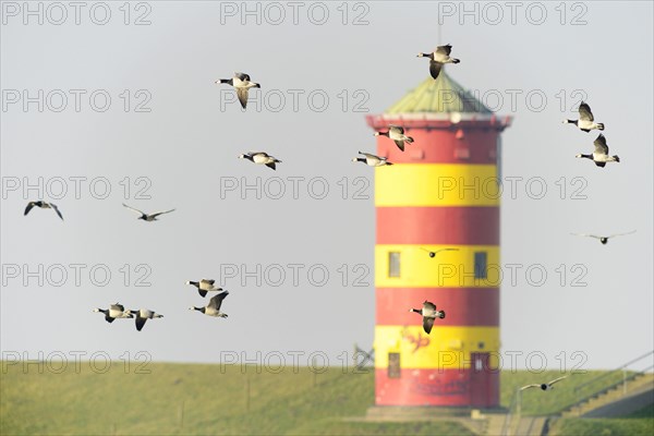 Barnacle geese (Branta leucopsis) at Pilsum lighthouse