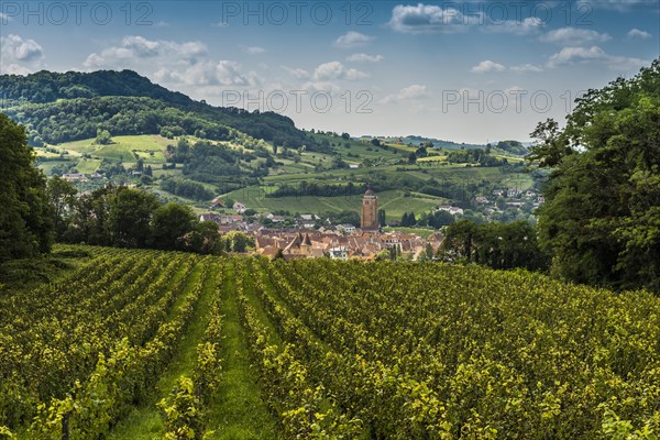 Arbois