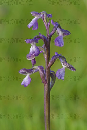 Early purple orchid (Orchis mascula)