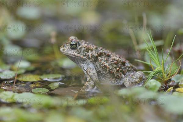 Natterjack toad (Bufo calamita)