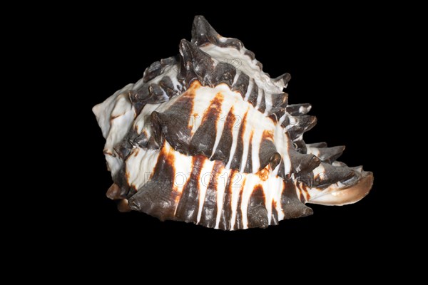 Sea snail (Muricanthus nigritus)