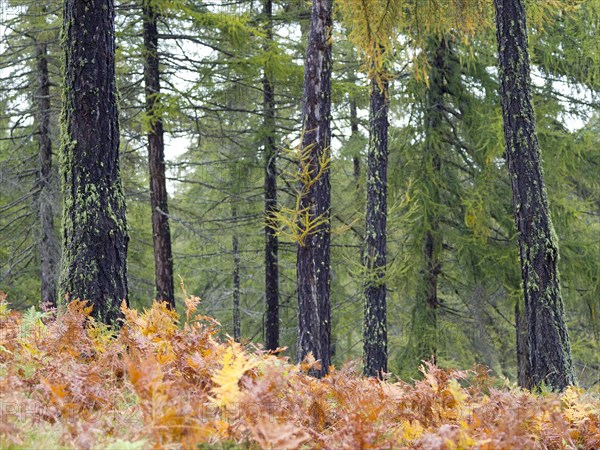 Larch meadows on the Salten