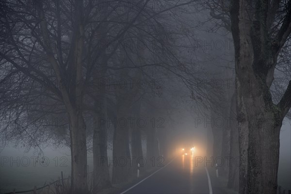 Avenue of trees in early morning fog