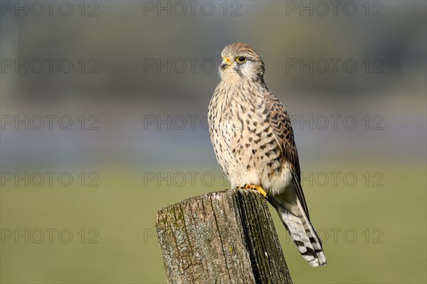 Common kestrel (Falco tinnunculus)