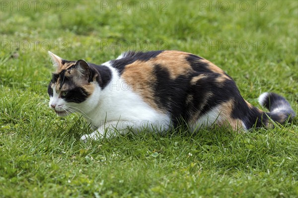 European shorthair