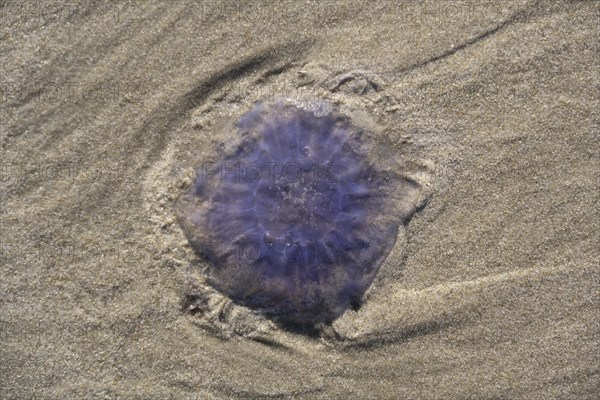 Blue jellyfish (Cyanea lamarckii) on a sandy beach
