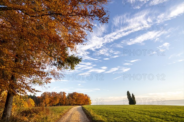 Colourful autumn colours in the forest near Liggeringen