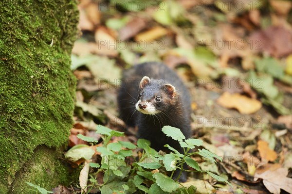 Ferret (Mustela putorius furo)