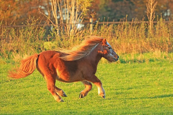 Horse (Equus)