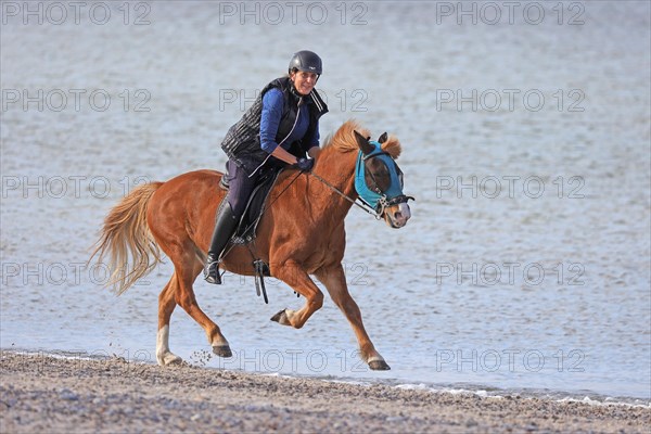Female rider with Icelandic horse