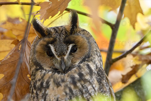 Long-eared owl (Asio otus)