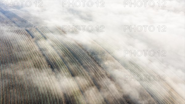 Winter landscape with vineyards and fog