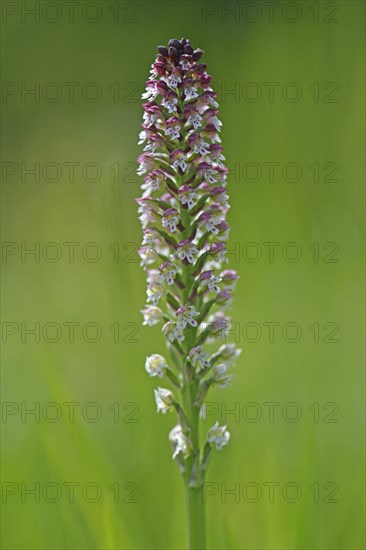 Burnt-tip orchid (Orchis ustulata)