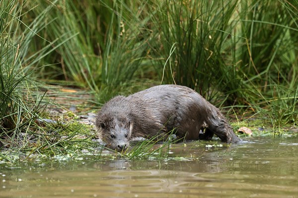 Young european otter (Lutra lutra)