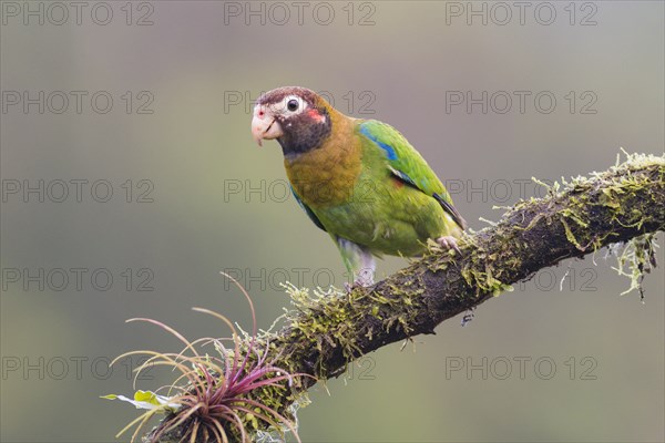Brown-hooded parrot (Pyrilia haematotis) sitting on branch