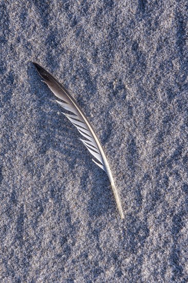 Bird feather on the beach near Hvide Sande
