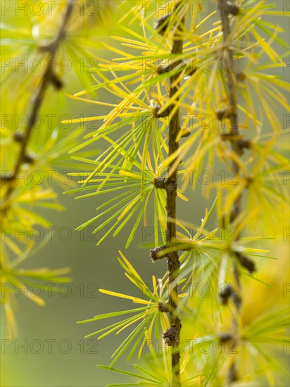 European larch (Larix decidua)