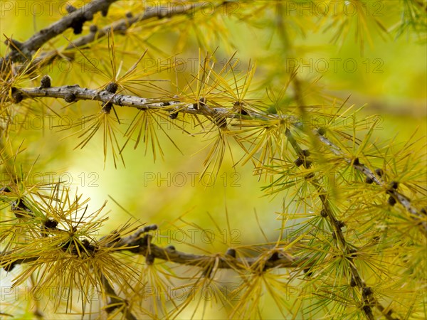 European larch (Larix decidua)