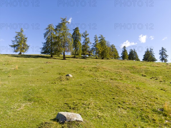 Larch meadows on the Salten