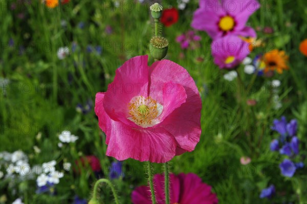 Pink or salmon-coloured flower of poppy hybrids (Papaver rhoeas L. Hybride)