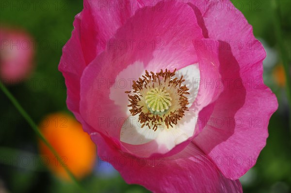 Pink or salmon-coloured flower of poppy hybrids (Papaver rhoeas L. Hybride)