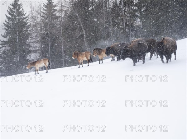 American bisons (Bos bison) and przewalski's horses (Equus przewalskii) during snowfall in winter