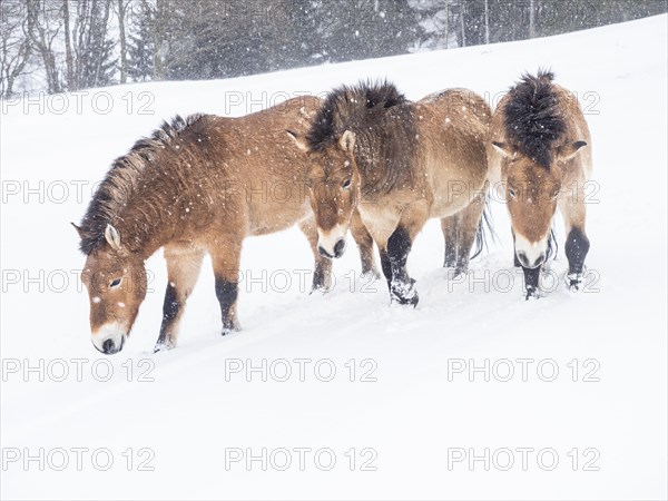 Przewalski's horses (Equus przewalskii) during snowfall in winter