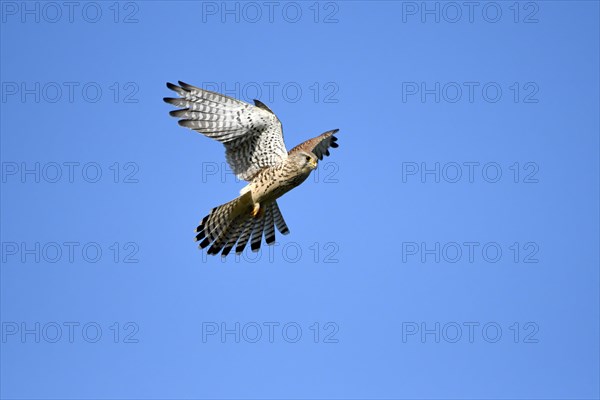 Common kestrel (Falco tinnunculus)