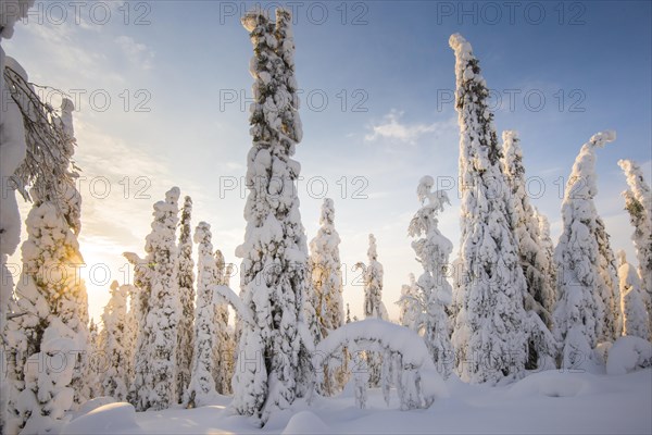 Snow-covered trees