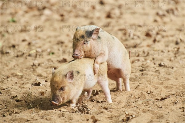 Vietnamese Pot-bellied piglets