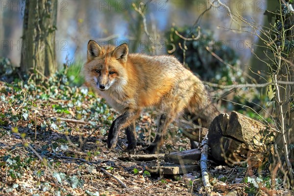 Red fox (Vulpes vulpes) running in the forest