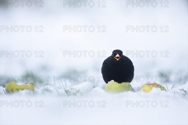 European blackbird (Turdus merula) adult male bird feeding on an apple on a snow covered garden lawn