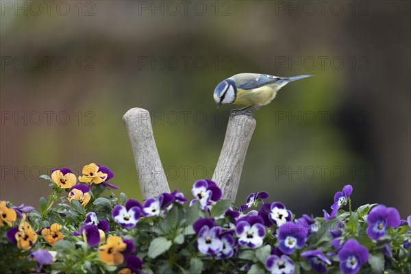 Blue Tit (Cyanistes Caeruleus)