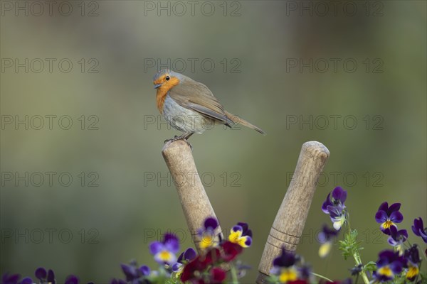 European robin (Erithacus rubecula) adult bird on a garden shears handle