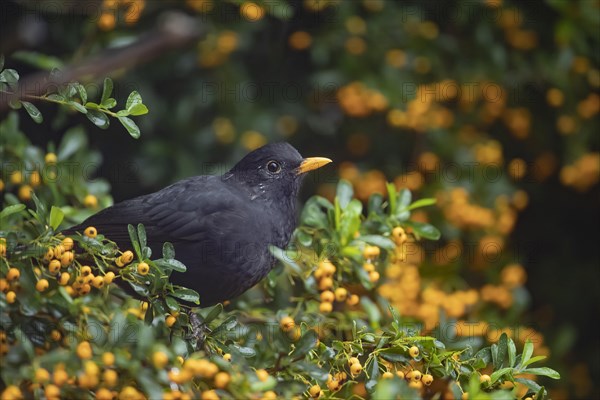 European blackbird (Turdus merula) adult male bird in a pyracantha bush with orange berries