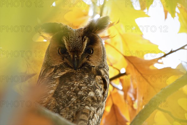 Long-eared owl (Asio otus)