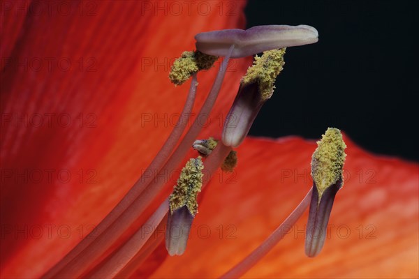 Red amaryllis