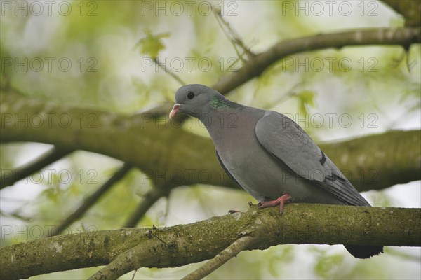 Stock Dove (Columba oenas)