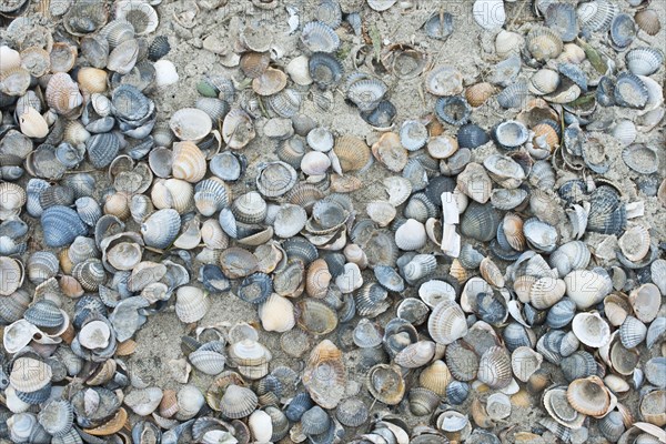 Mussel shells