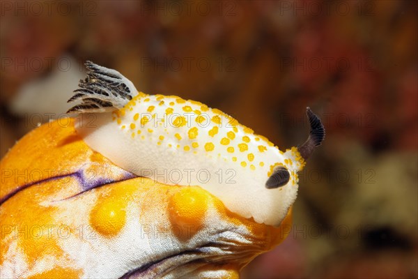 Yellow-spotted star snail (Cadlinella sp.) Nudibranch