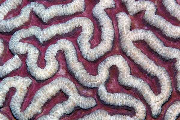 Stony coral (Symphyllia agaricia)