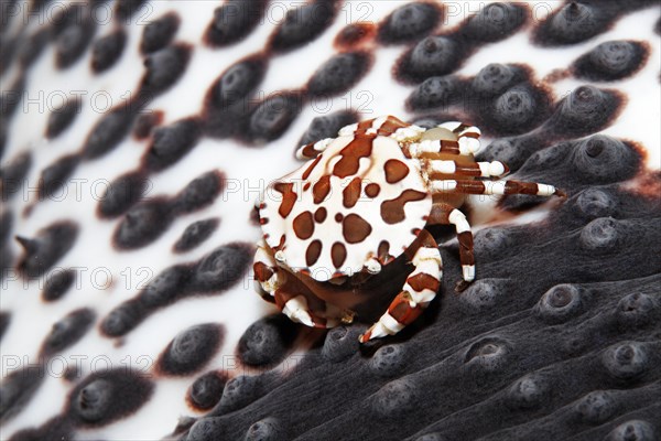 Harlequin swimming crab (Lissocarcinus laevis)