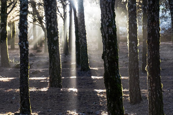 Beautiful sun rays lightening trees covered with moss in the foggy forest