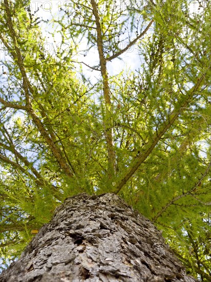 European larch (Larix decidua)