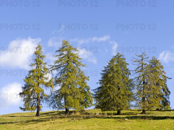 Larch meadows on the Salten