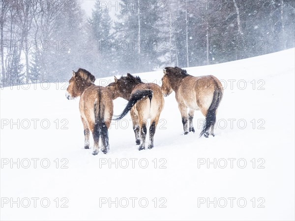 Przewalski's horses (Equus przewalskii) during snowfall in winter