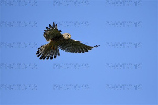 Common kestrel (Falco tinnunculus)