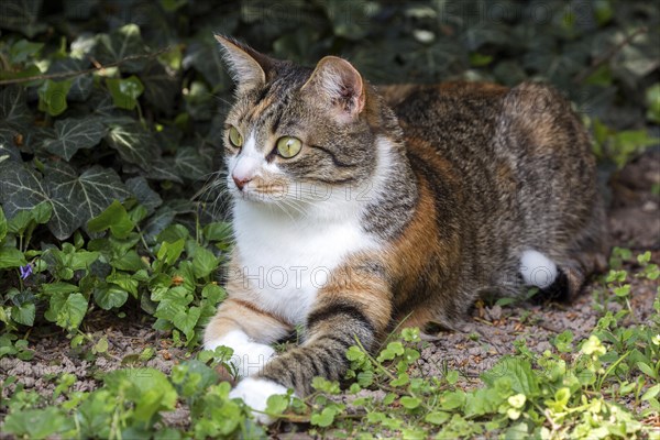 European shorthair