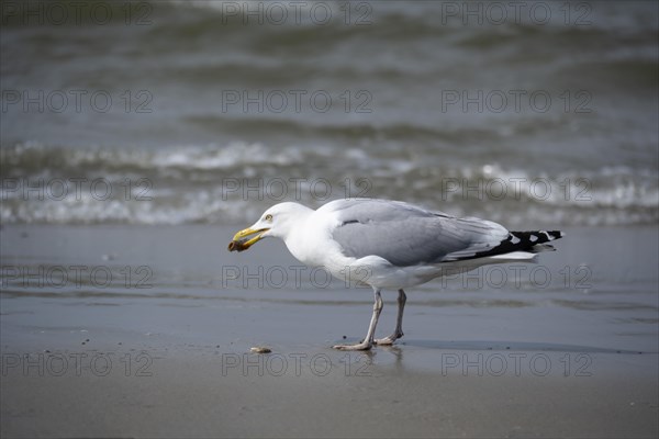 European herring gull (Larus argentatus) foraging on the wave fringe