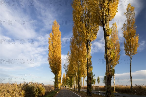 Colourful autumn leaves in the afternoon on the avenue to Reichenau Island